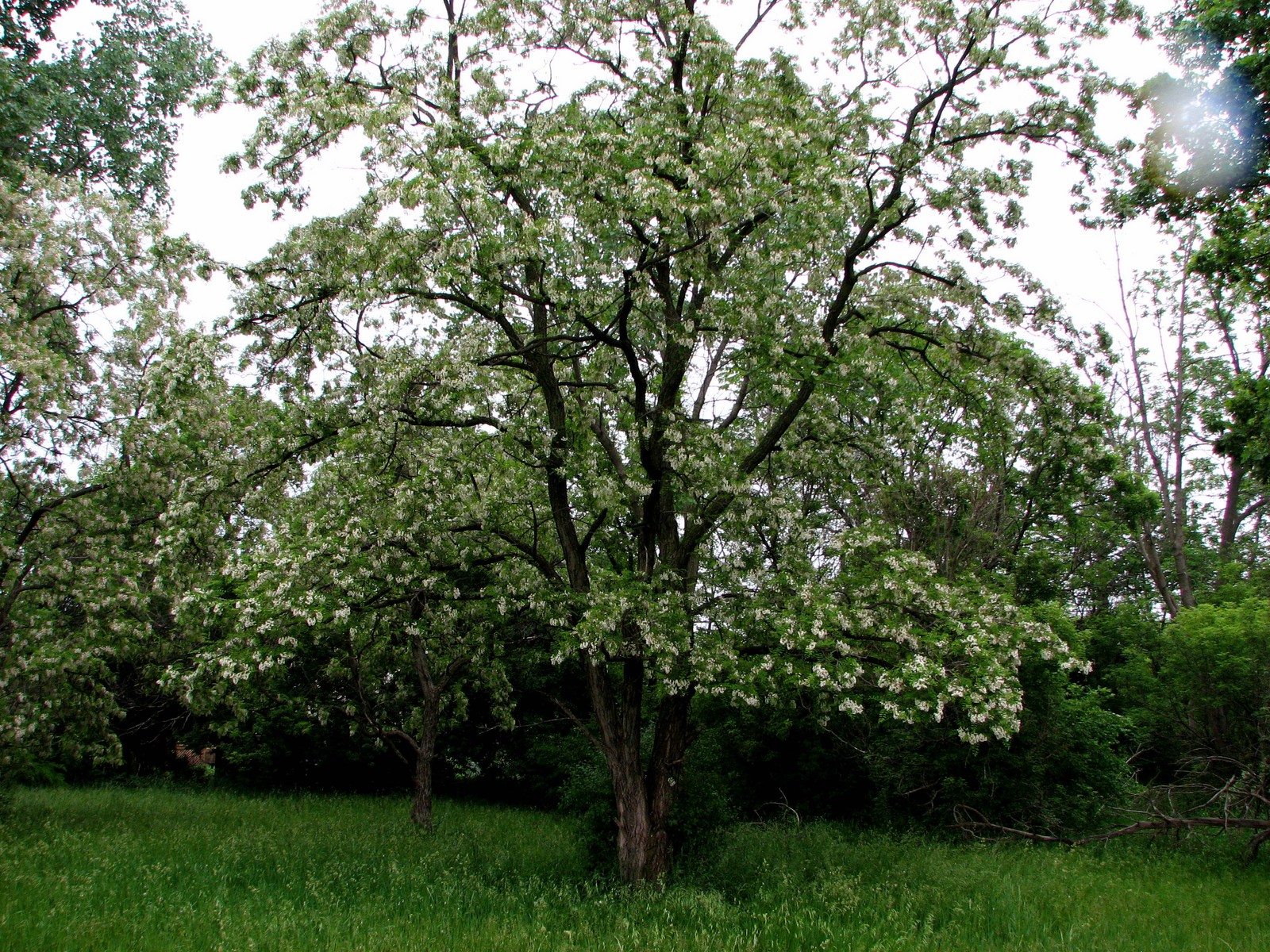 Black Locust