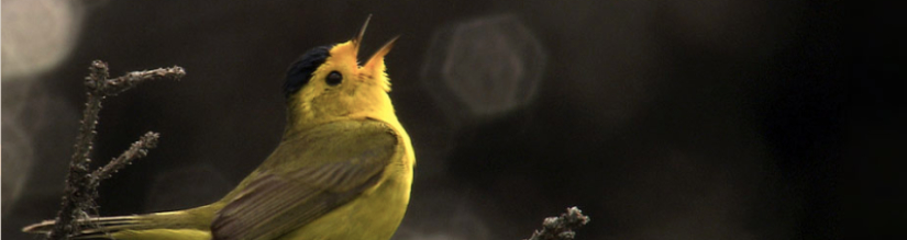 birds are obscene&nbsp;fuckers