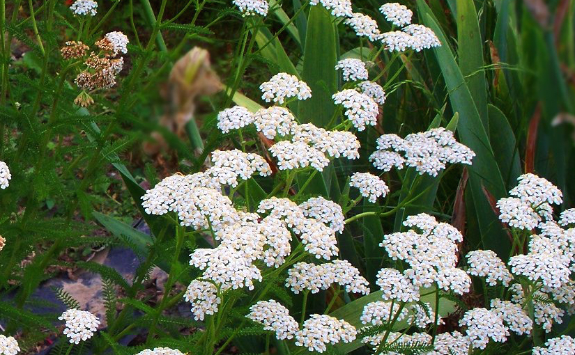 Divination: Every poem a hundred small&nbsp;contingencies