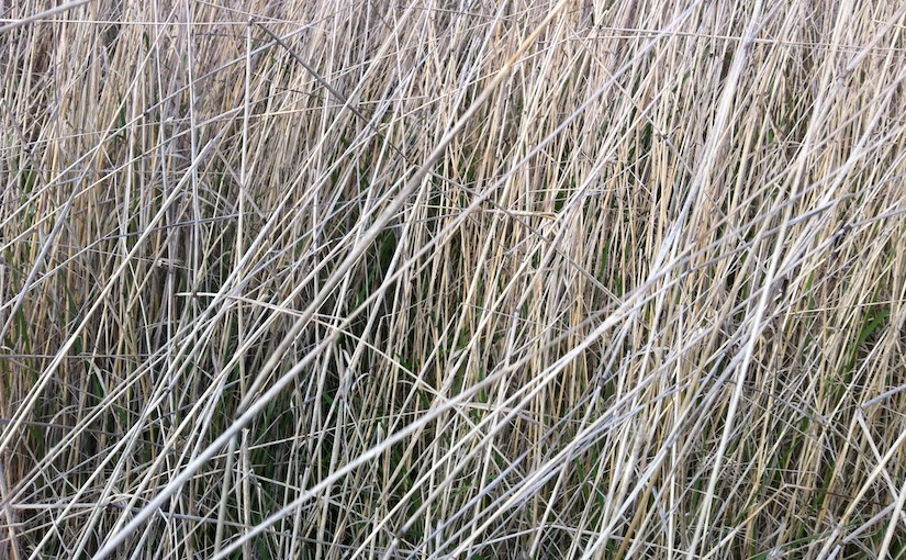 Sound w/ no human&nbsp;meaning