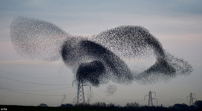 starling cloud