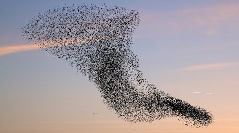 starling cloud
