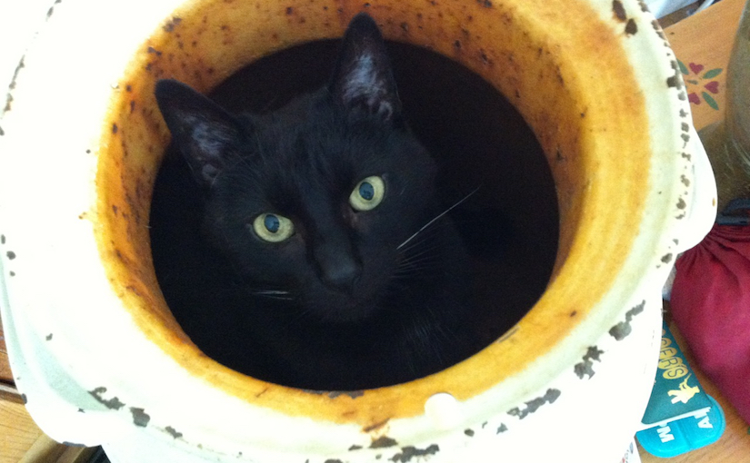 Stray thought on a&nbsp;cat