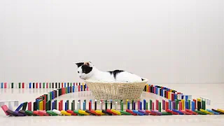 cats and dominoes.jpg